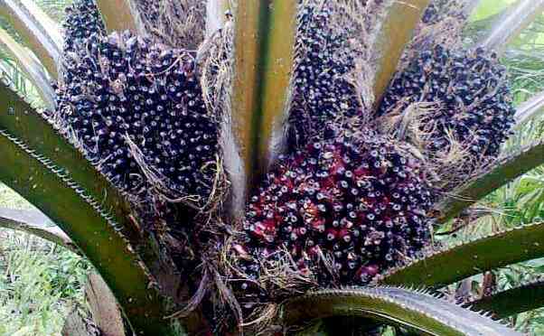 Kelapa Sawit Menjadikan Indonesia Produsen Terbesar Minyak Sawit di Dunia